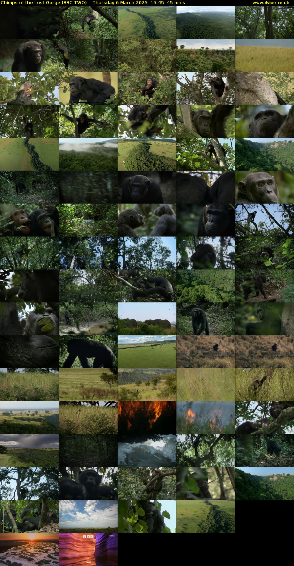 Chimps of the Lost Gorge (BBC TWO) Thursday 6 March 2025 15:45 - 16:30
