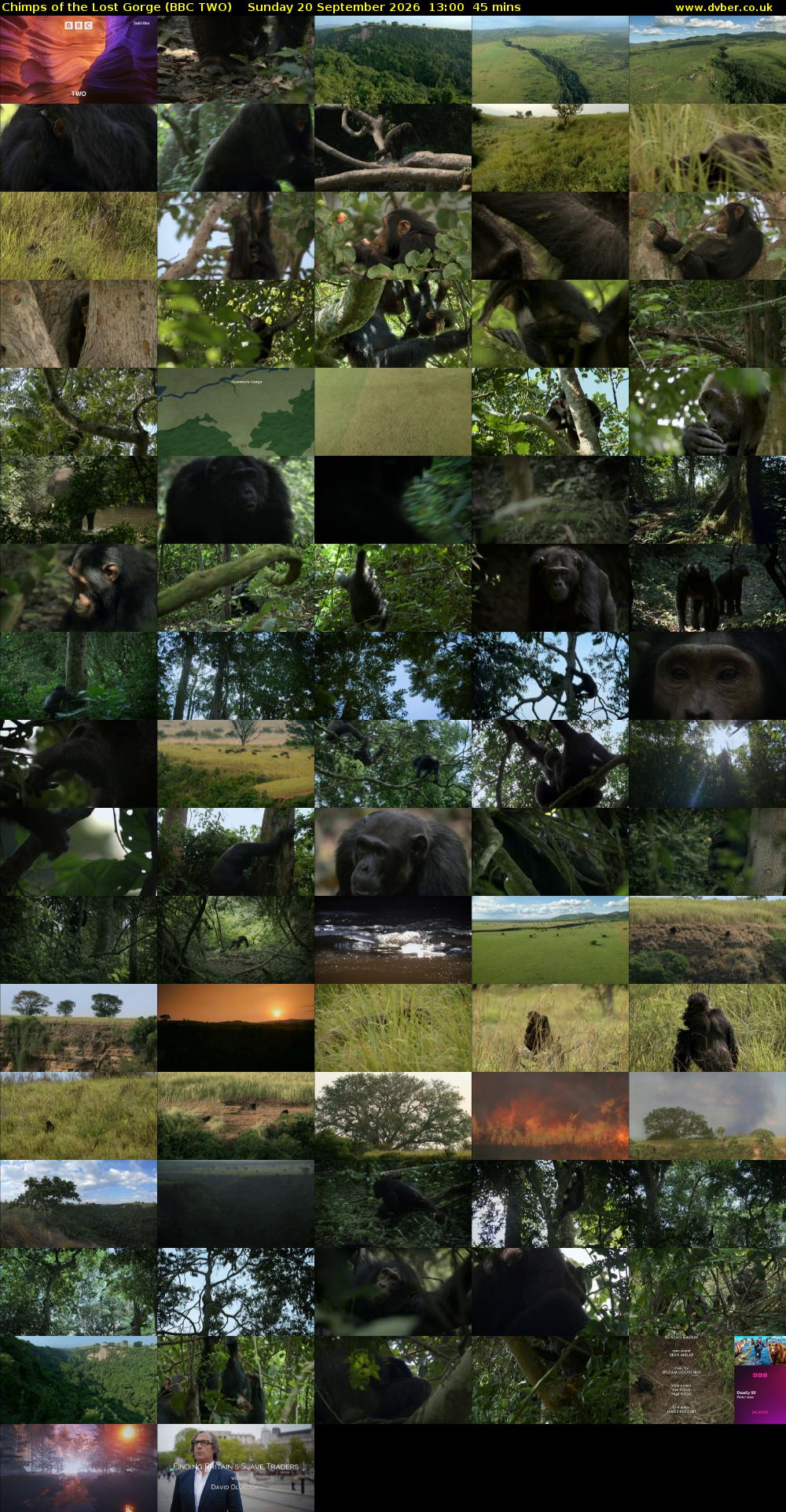 Chimps of the Lost Gorge (BBC TWO) Sunday 20 September 2026 13:00 - 13:45