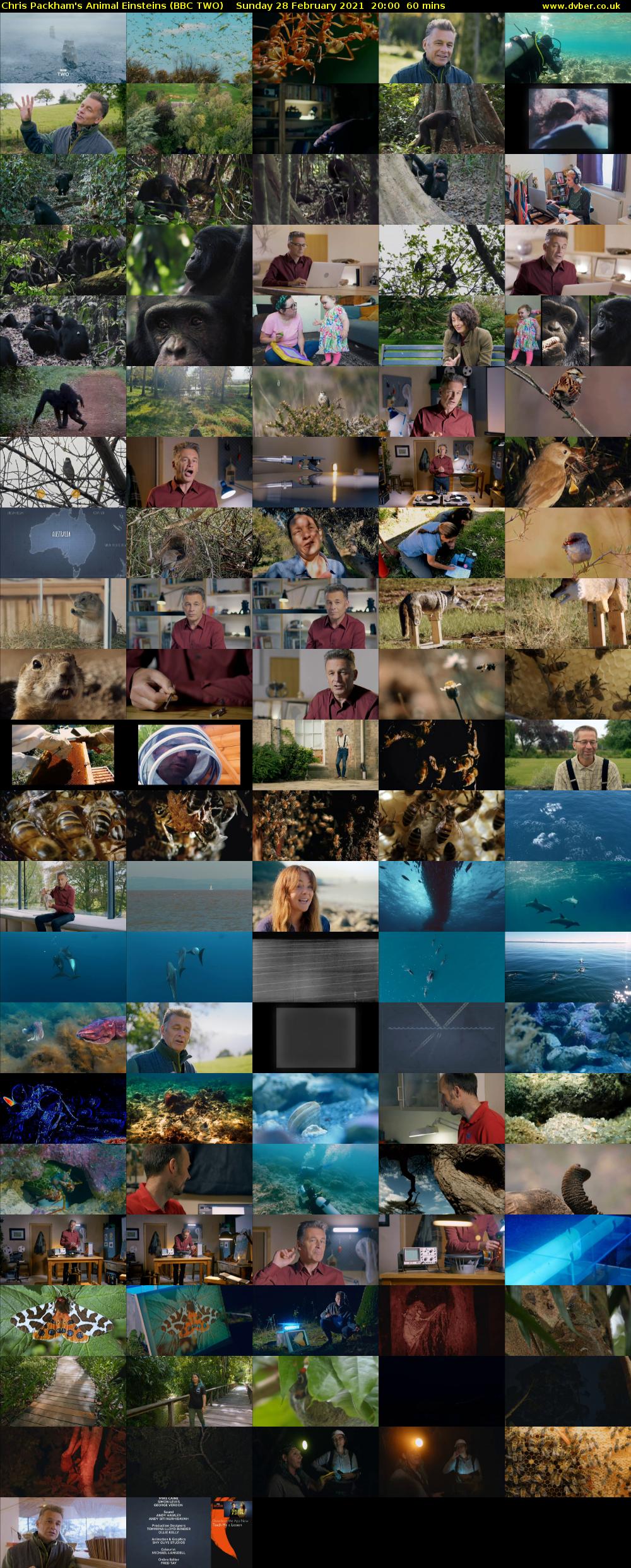 Chris Packham's Animal Einsteins (BBC TWO) Sunday 28 February 2021 20:00 - 21:00