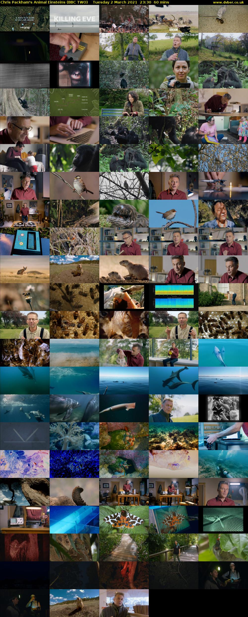 Chris Packham's Animal Einsteins (BBC TWO) Tuesday 2 March 2021 23:30 - 00:30