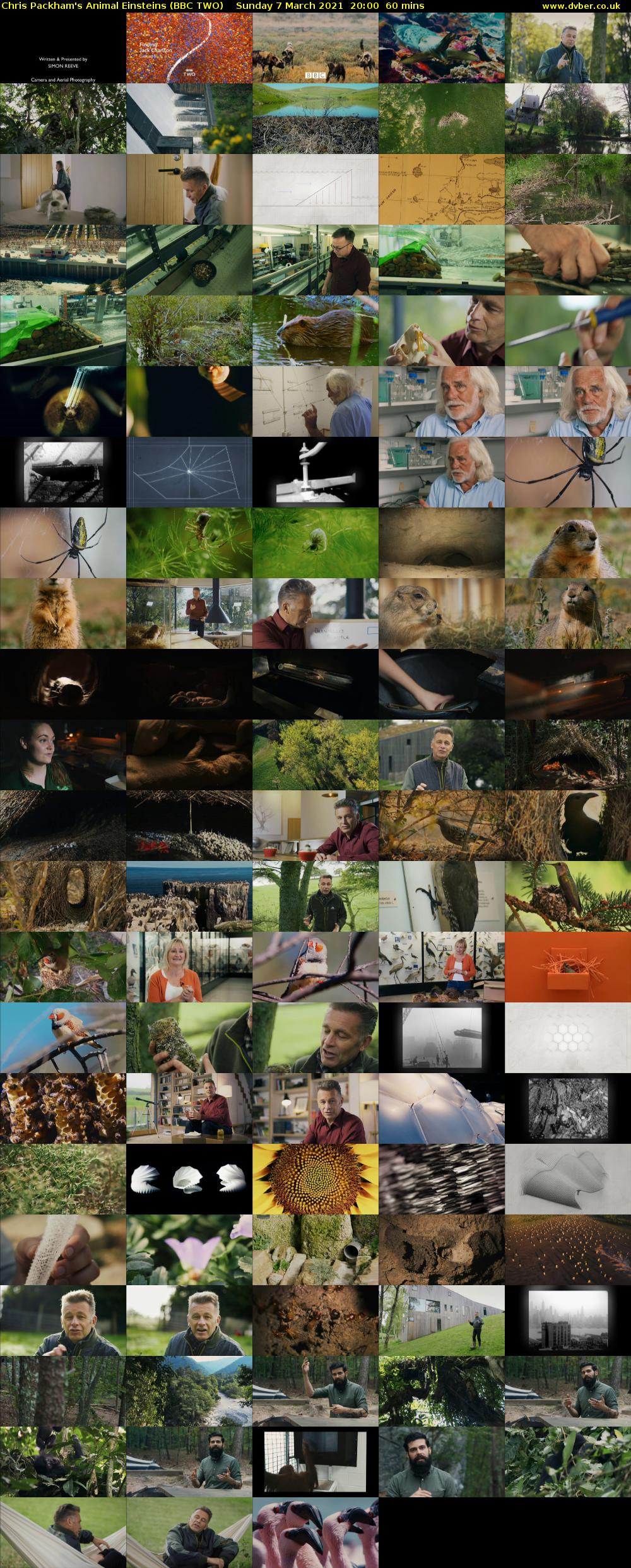 Chris Packham's Animal Einsteins (BBC TWO) Sunday 7 March 2021 20:00 - 21:00