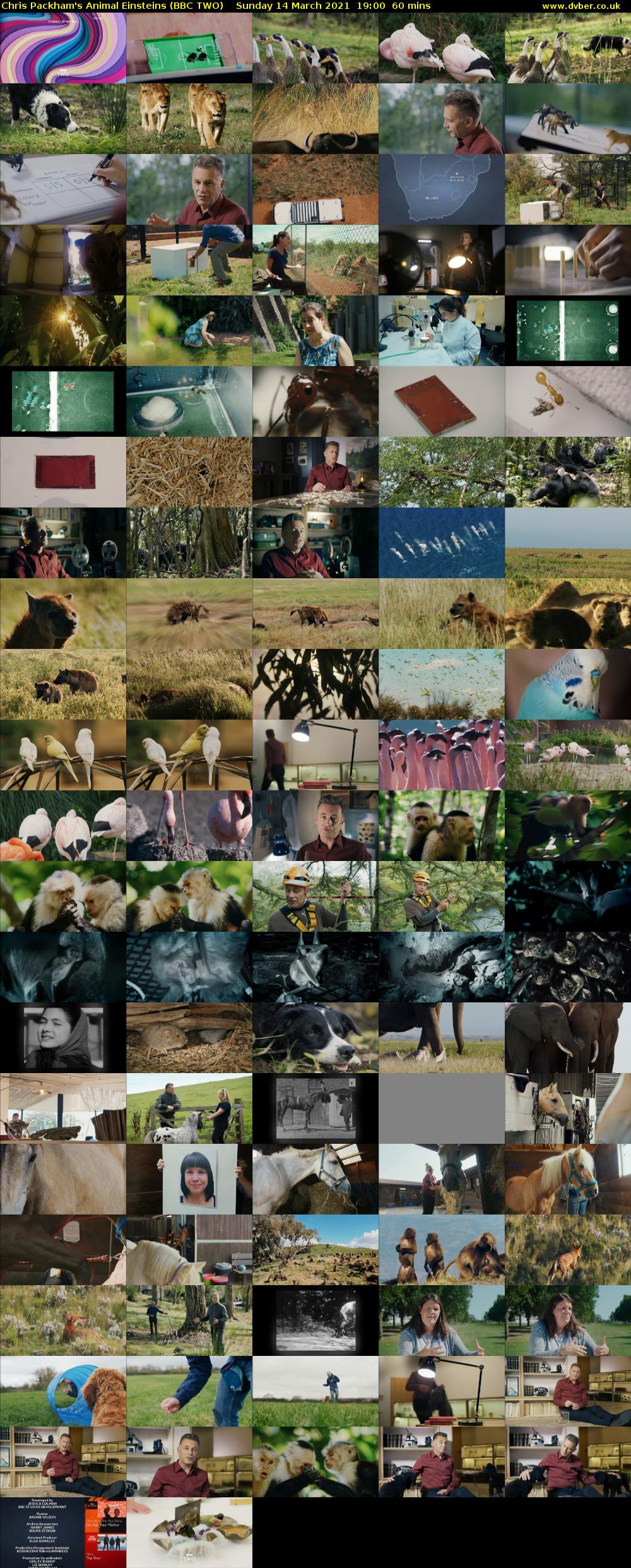 Chris Packham's Animal Einsteins (BBC TWO) Sunday 14 March 2021 19:00 - 20:00