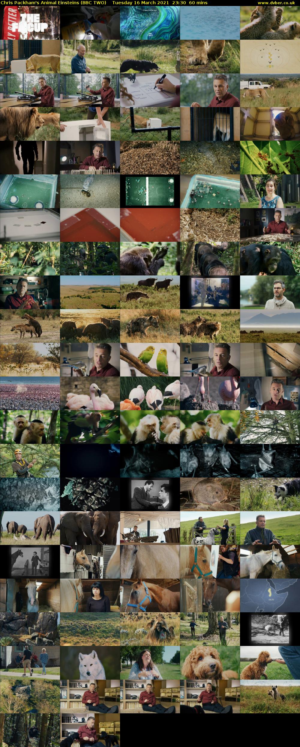 Chris Packham's Animal Einsteins (BBC TWO) Tuesday 16 March 2021 23:30 - 00:30