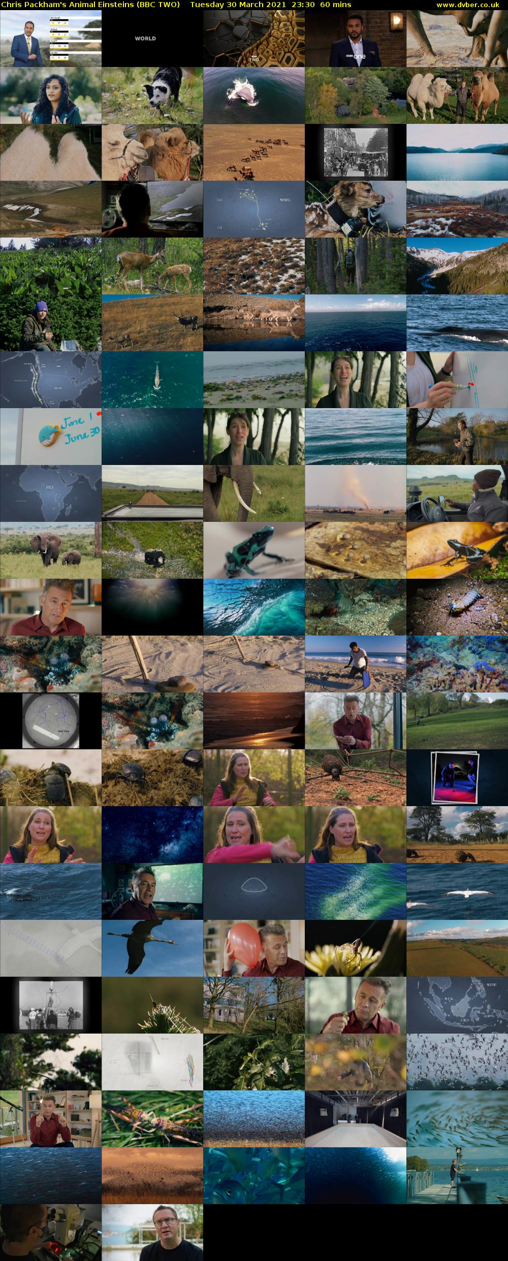 Chris Packham's Animal Einsteins (BBC TWO) Tuesday 30 March 2021 23:30 - 00:30
