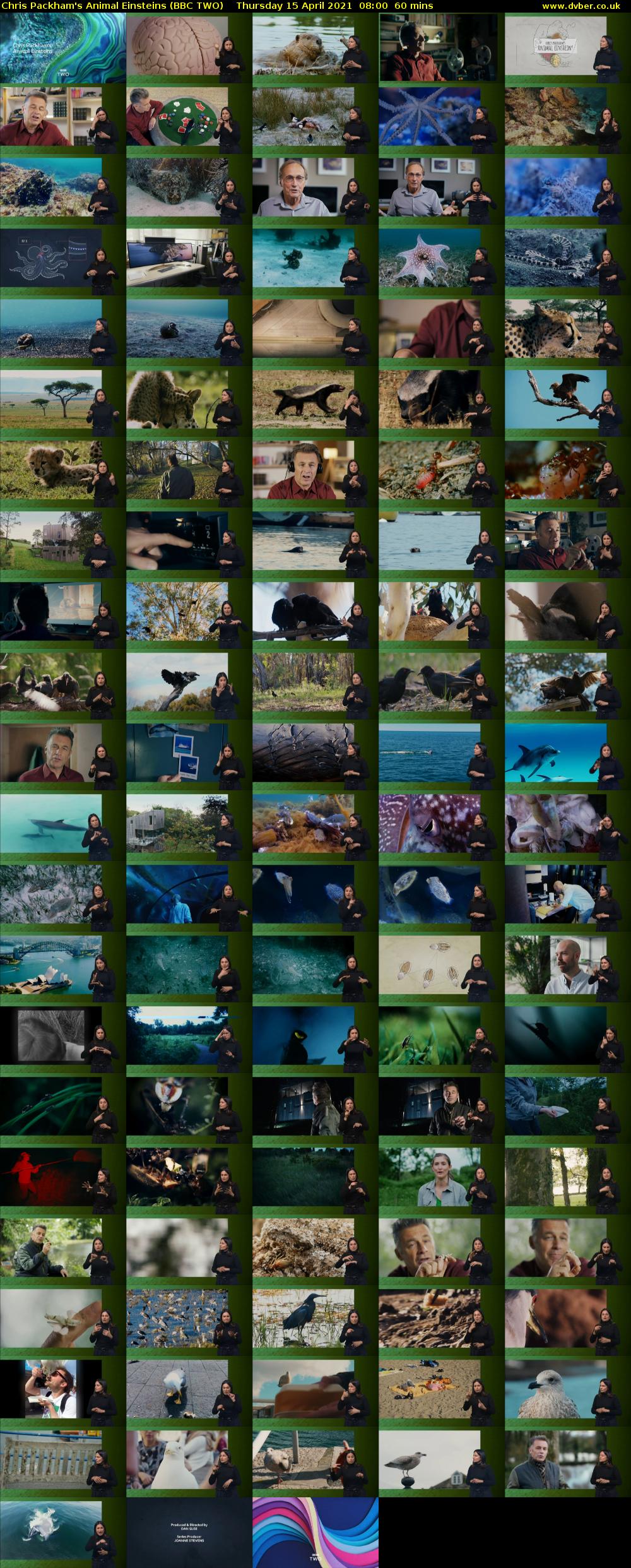 Chris Packham's Animal Einsteins (BBC TWO) Thursday 15 April 2021 08:00 - 09:00