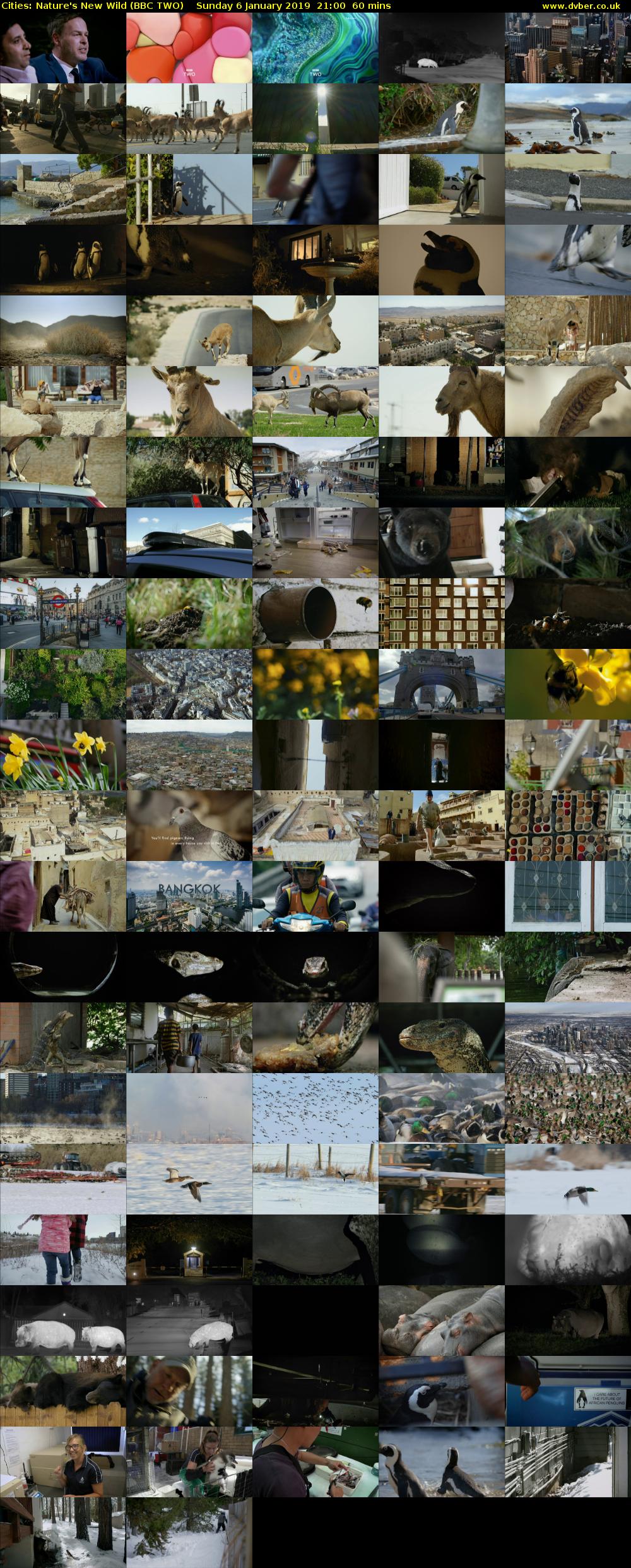 Cities: Nature's New Wild (BBC TWO) Sunday 6 January 2019 21:00 - 22:00