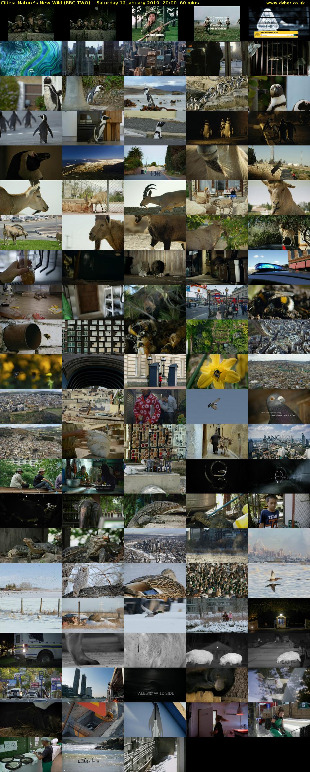 Cities: Nature's New Wild (BBC TWO) Saturday 12 January 2019 20:00 - 21:00