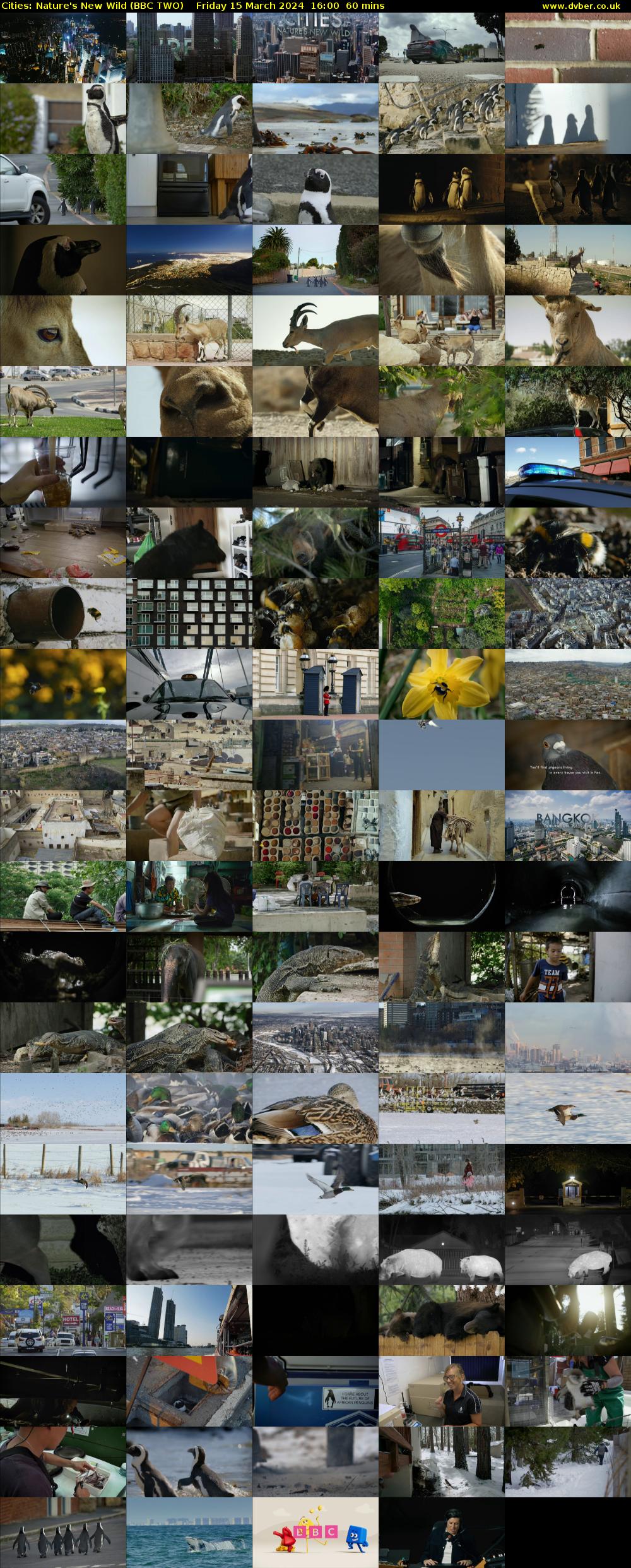 Cities: Nature's New Wild (BBC TWO) Friday 15 March 2024 16:00 - 17:00