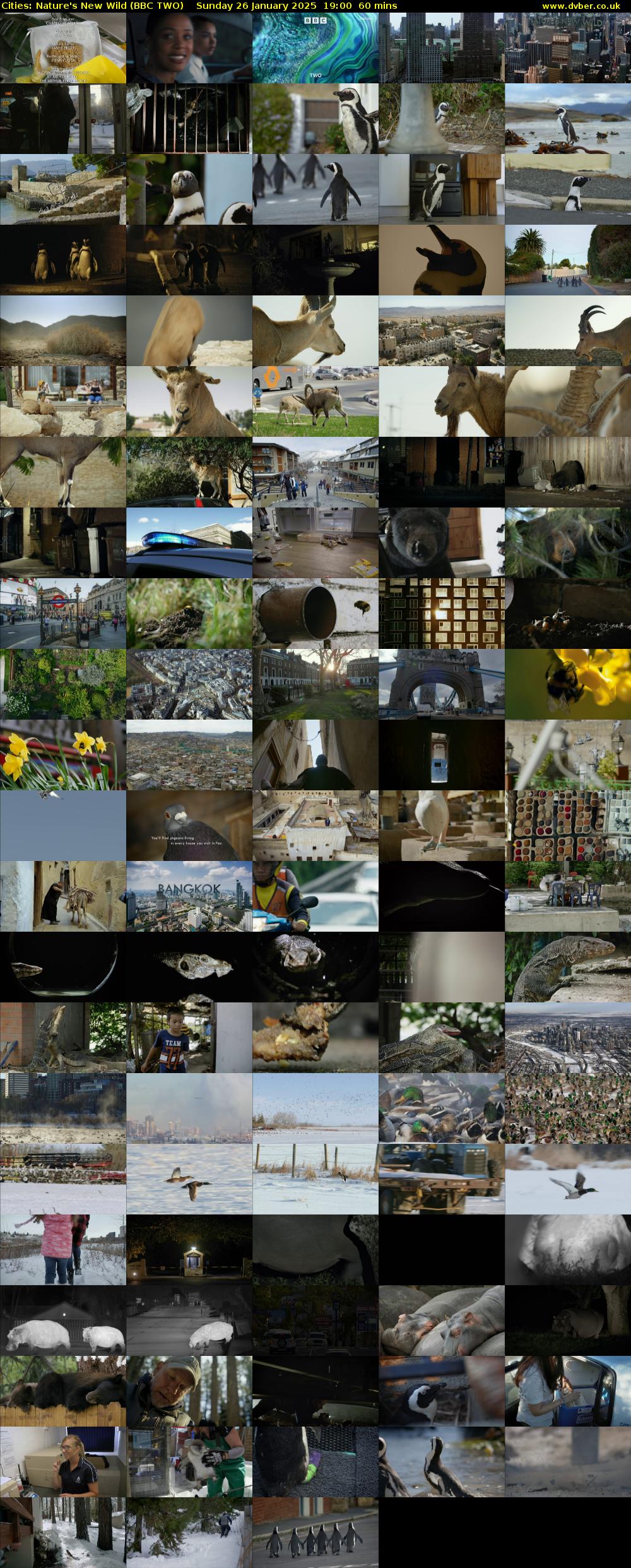 Cities: Nature's New Wild (BBC TWO) Sunday 26 January 2025 19:00 - 20:00