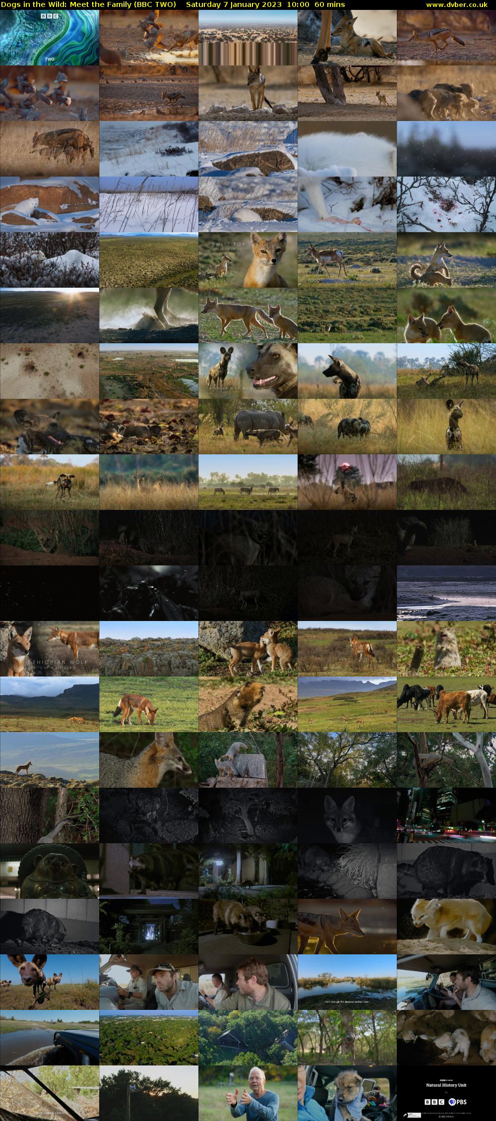Dogs in the Wild: Meet the Family (BBC TWO) Saturday 7 January 2023 10:00 - 11:00