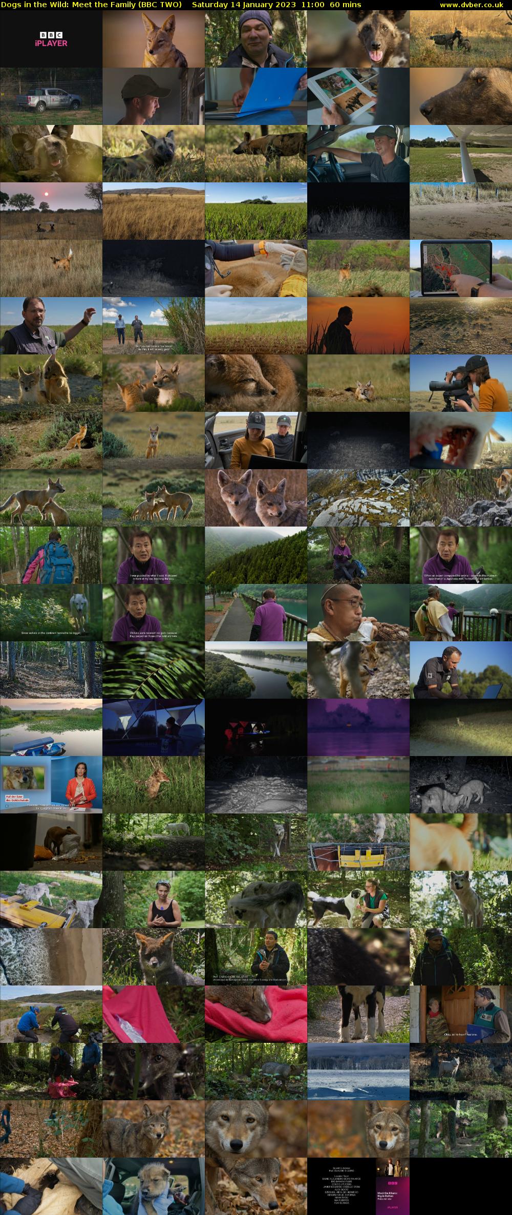 Dogs in the Wild: Meet the Family (BBC TWO) Saturday 14 January 2023 11:00 - 12:00