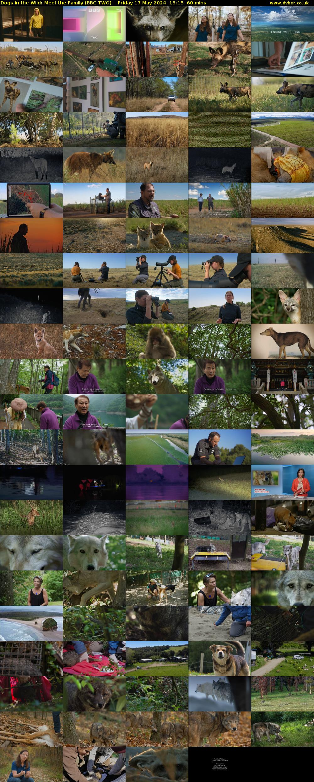Dogs in the Wild: Meet the Family (BBC TWO) Friday 17 May 2024 15:15 - 16:15