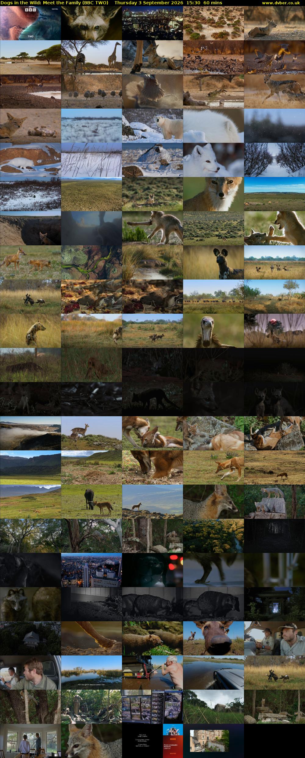 Dogs in the Wild: Meet the Family (BBC TWO) Thursday 3 September 2026 15:30 - 16:30