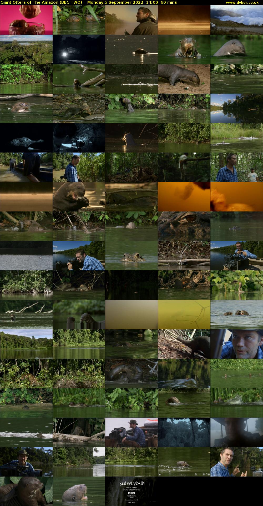 Giant Otters of the Amazon (BBC TWO) Monday 5 September 2022 14:00 - 15:00