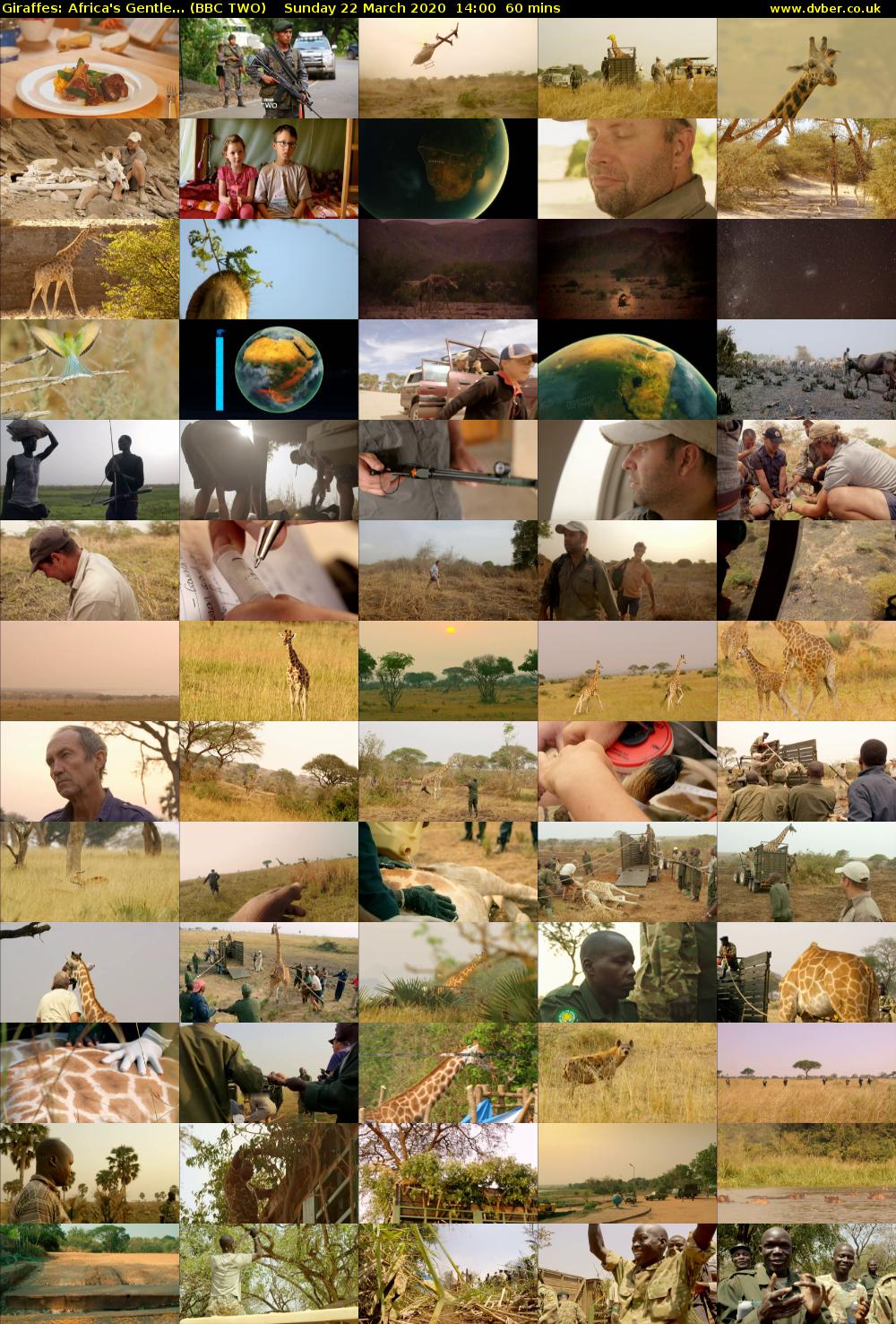 Giraffes: Africa's Gentle... (BBC TWO) Sunday 22 March 2020 14:00 - 15:00