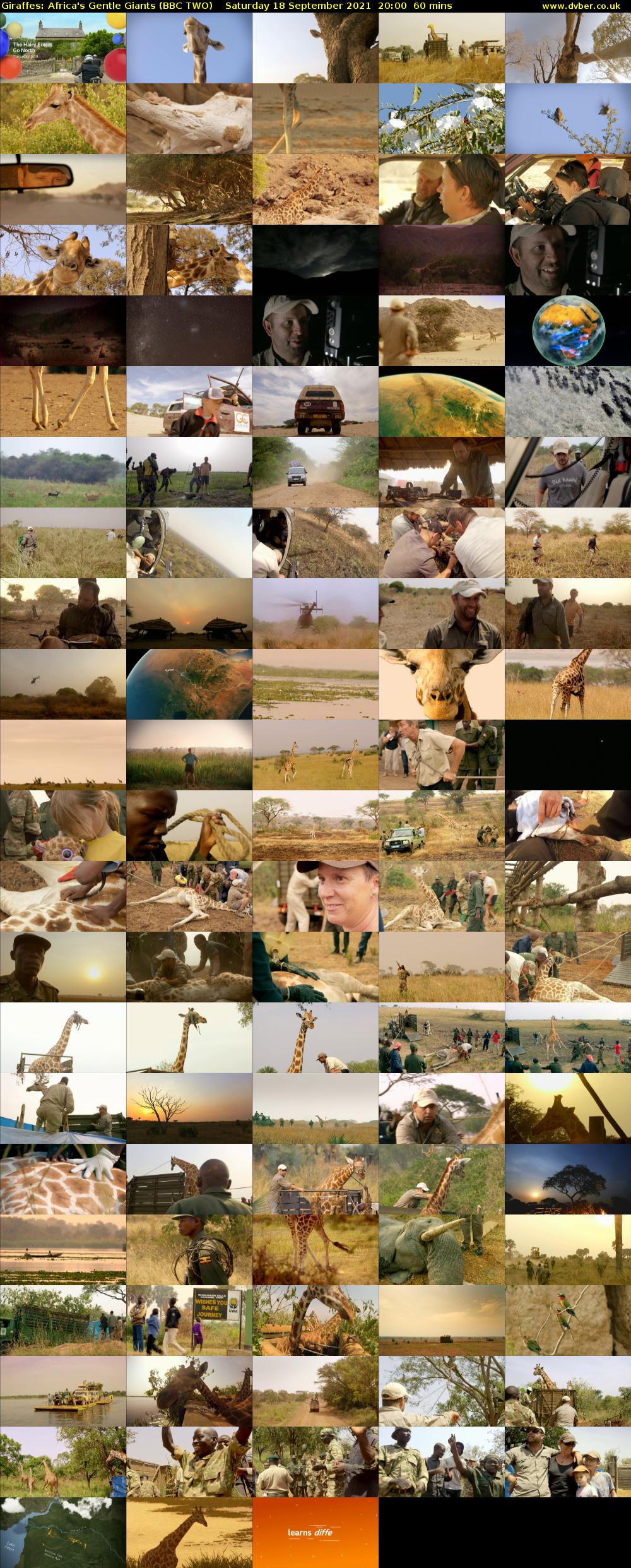 Giraffes: Africa's Gentle Giants (BBC TWO) Saturday 18 September 2021 20:00 - 21:00