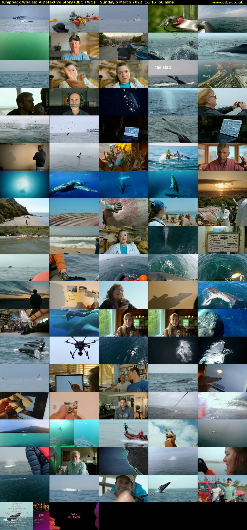 Humpback Whales: A Detective Story (BBC TWO) Sunday 6 March 2022 16:15 - 17:15