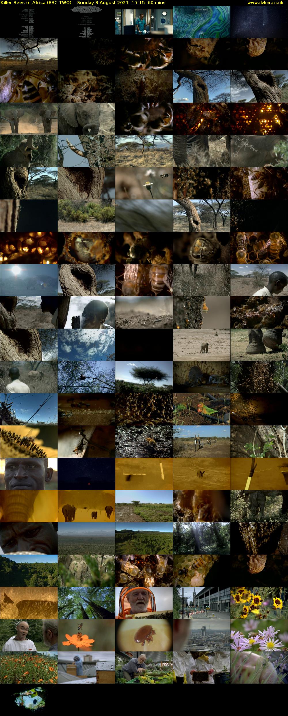 Killer Bees of Africa (BBC TWO) Sunday 8 August 2021 15:15 - 16:15