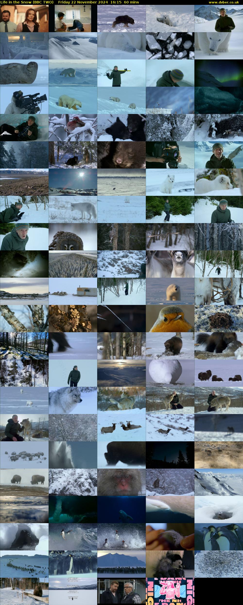 Life in the Snow (BBC TWO) Friday 22 November 2024 16:15 - 17:15