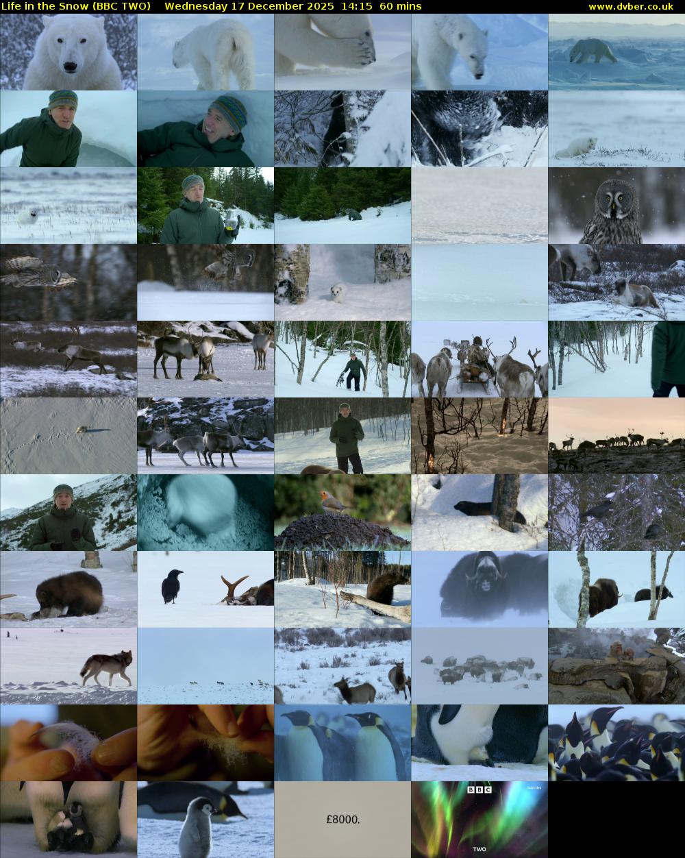 Life in the Snow (BBC TWO) Wednesday 17 December 2025 14:15 - 15:15