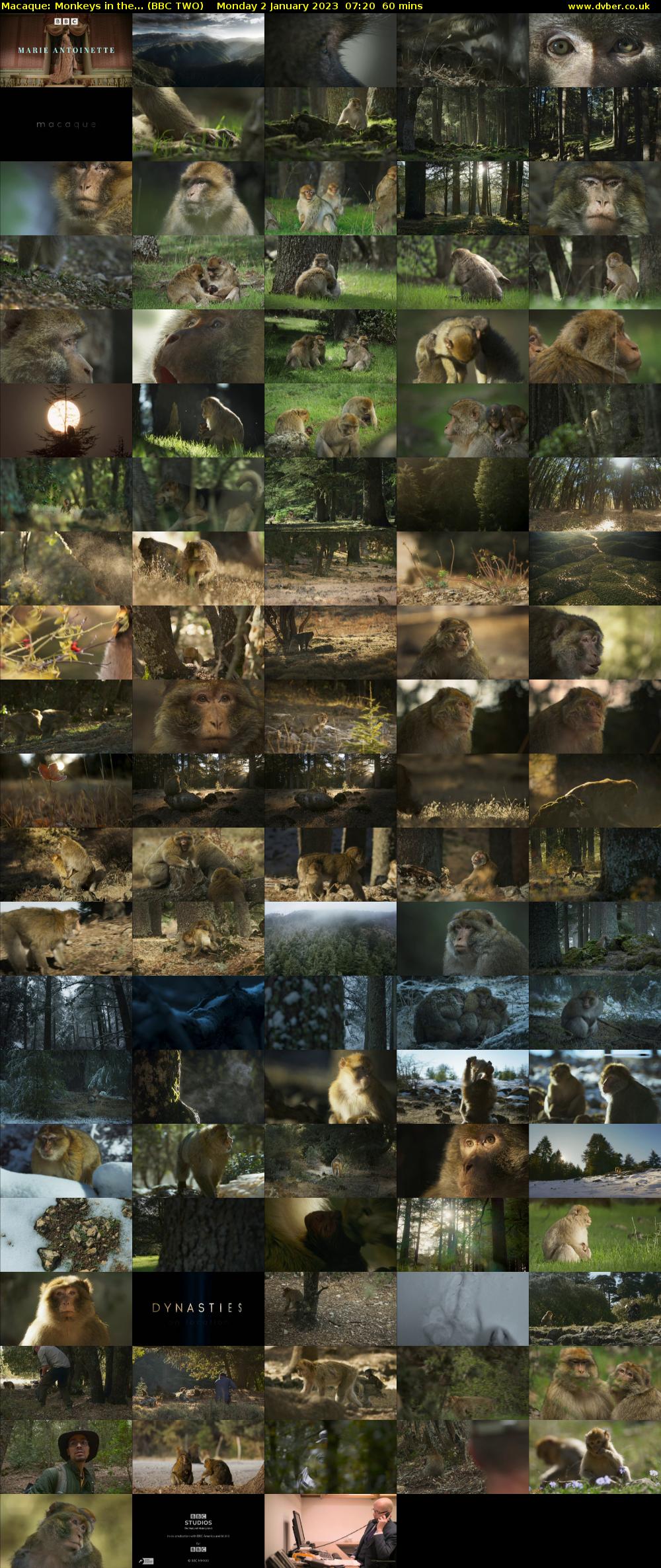 Macaque: Monkeys in the... (BBC TWO) Monday 2 January 2023 07:20 - 08:20