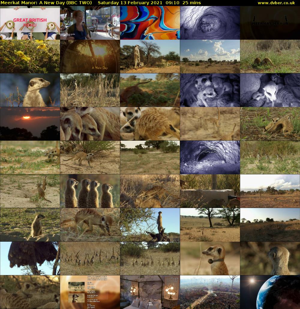 Meerkat Manor: A New Day (BBC TWO) Saturday 13 February 2021 09:10 - 09:35