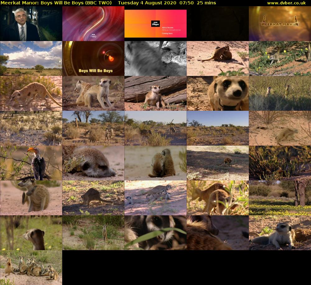 Meerkat Manor: Boys Will Be Boys (BBC TWO) Tuesday 4 August 2020 07:50 - 08:15