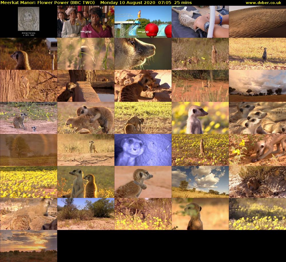 Meerkat Manor: Flower Power (BBC TWO) Monday 10 August 2020 07:05 - 07:30