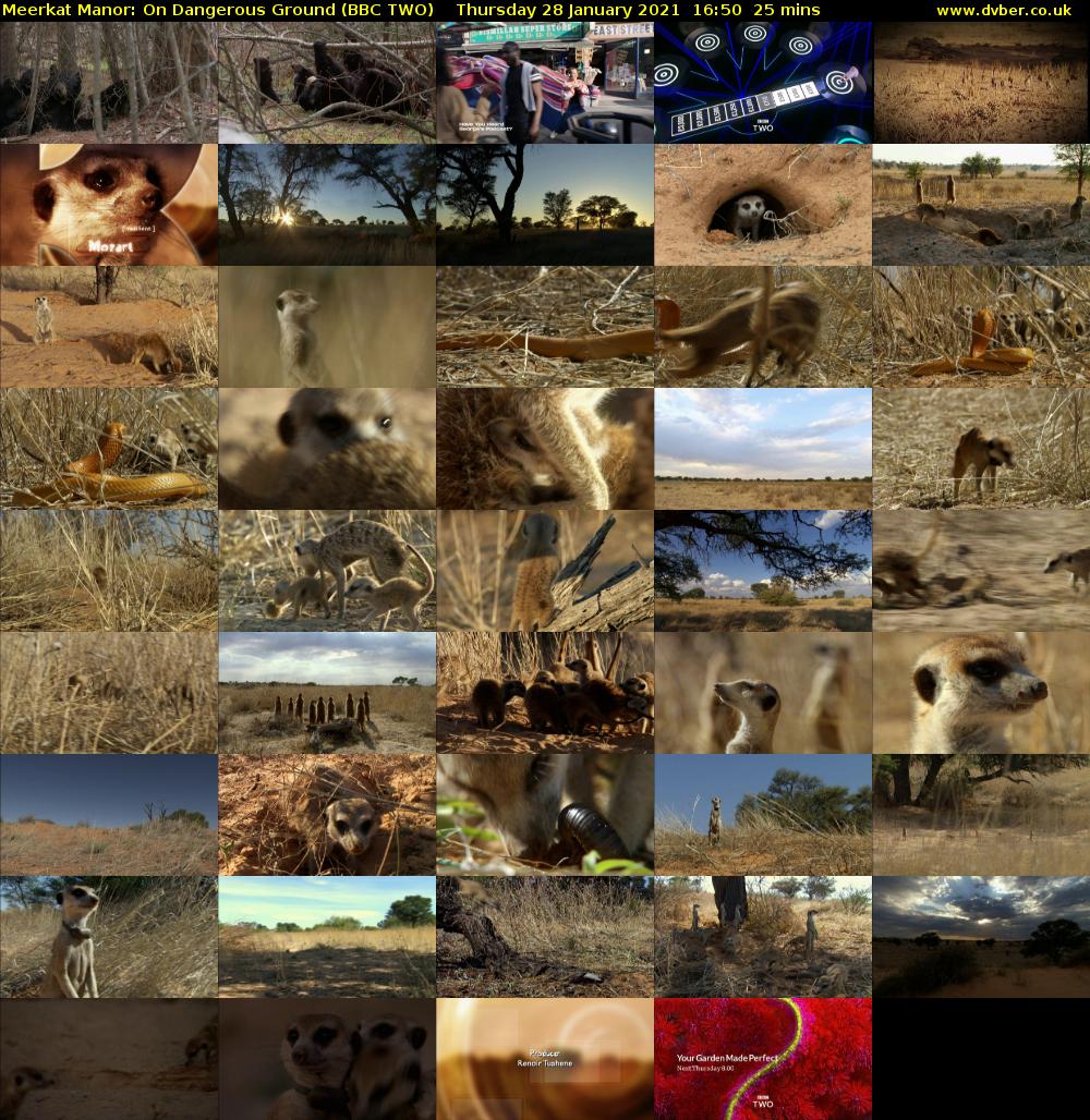 Meerkat Manor: On Dangerous Ground (BBC TWO) Thursday 28 January 2021 16:50 - 17:15