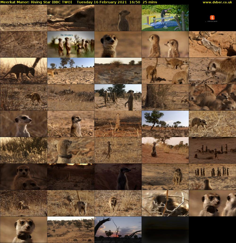 Meerkat Manor: Rising Star (BBC TWO) Tuesday 16 February 2021 16:50 - 17:15