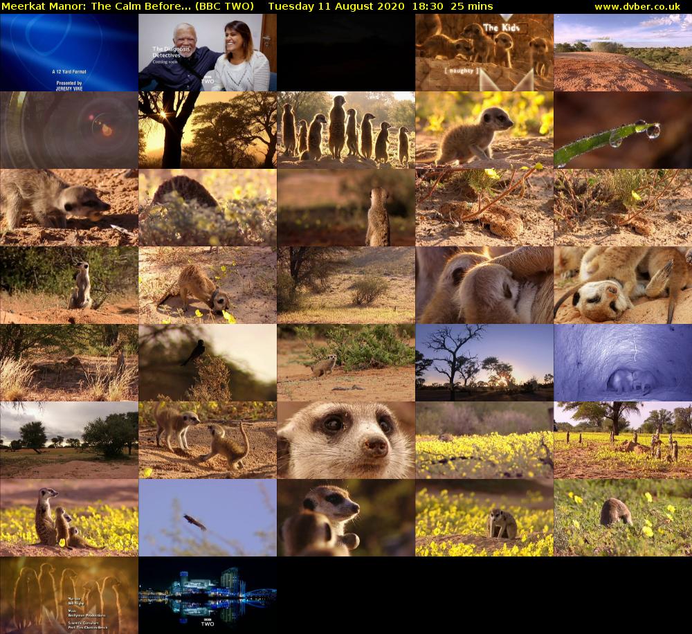 Meerkat Manor: The Calm Before... (BBC TWO) Tuesday 11 August 2020 18:30 - 18:55