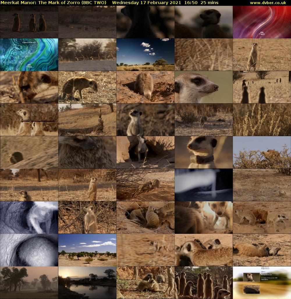 Meerkat Manor: The Mark of Zorro (BBC TWO) Wednesday 17 February 2021 16:50 - 17:15