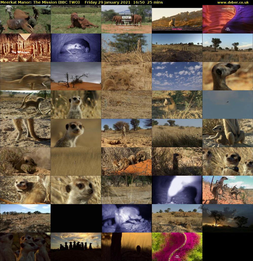 Meerkat Manor: The Mission (BBC TWO) Friday 29 January 2021 16:50 - 17:15