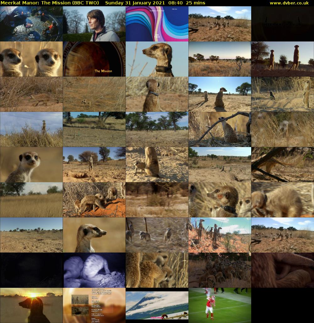 Meerkat Manor: The Mission (BBC TWO) Sunday 31 January 2021 08:40 - 09:05