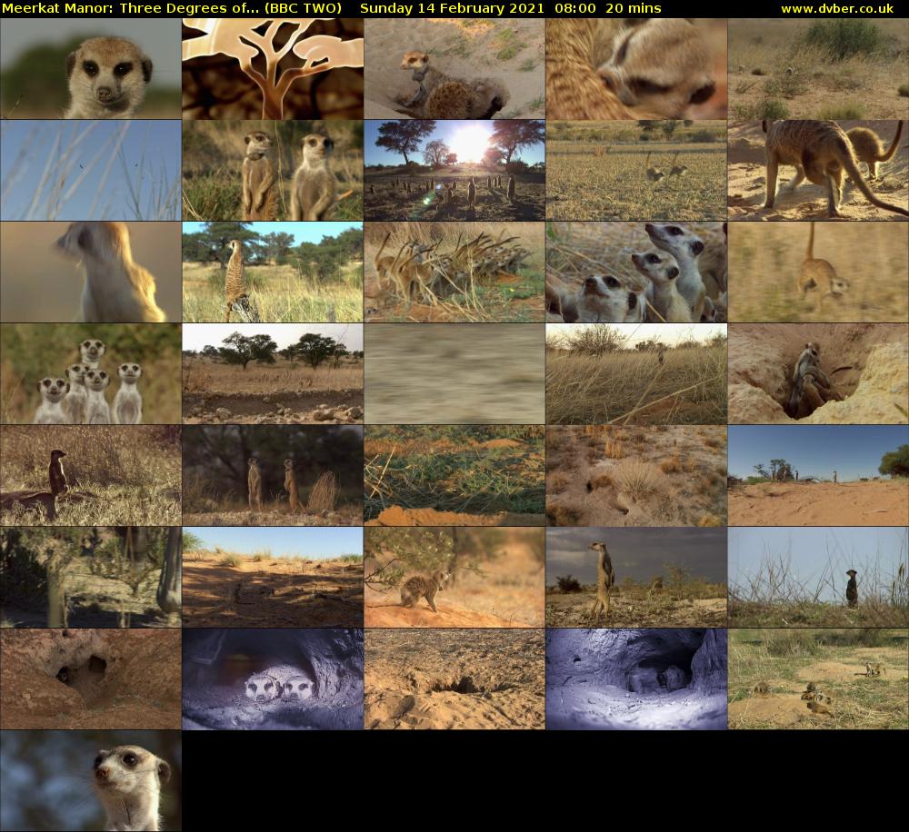 Meerkat Manor: Three Degrees of... (BBC TWO) Sunday 14 February 2021 08:00 - 08:20