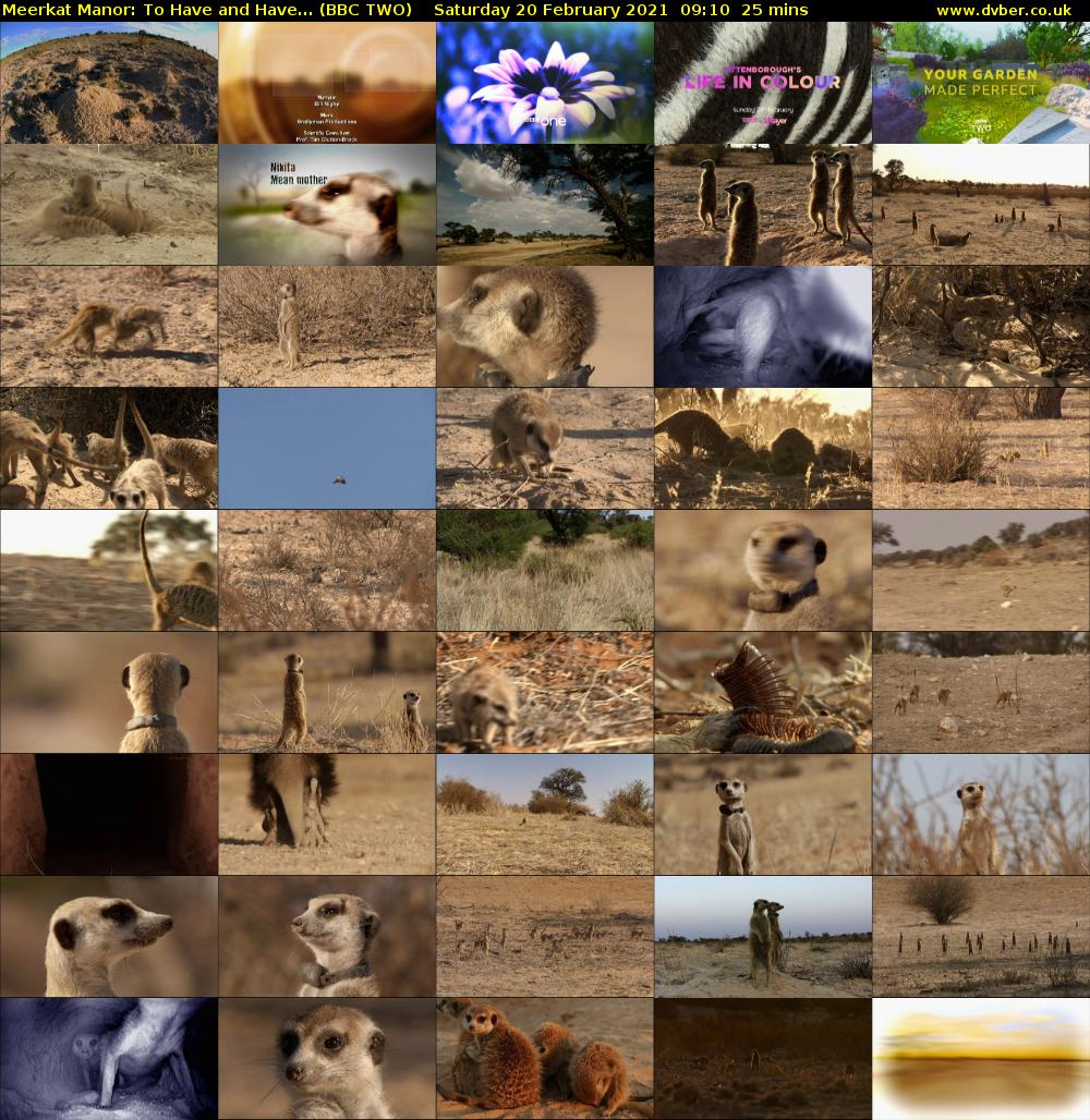Meerkat Manor: To Have and Have... (BBC TWO) Saturday 20 February 2021 09:10 - 09:35