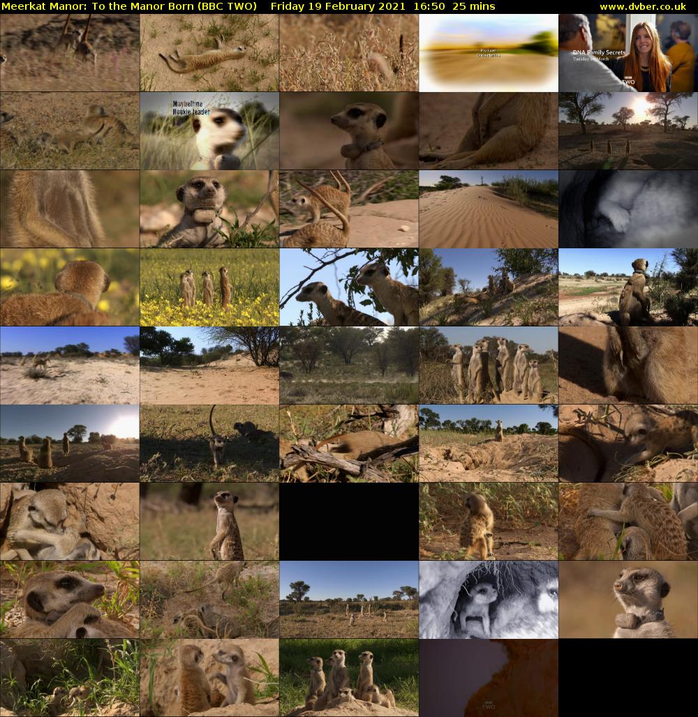Meerkat Manor: To the Manor Born (BBC TWO) Friday 19 February 2021 16:50 - 17:15