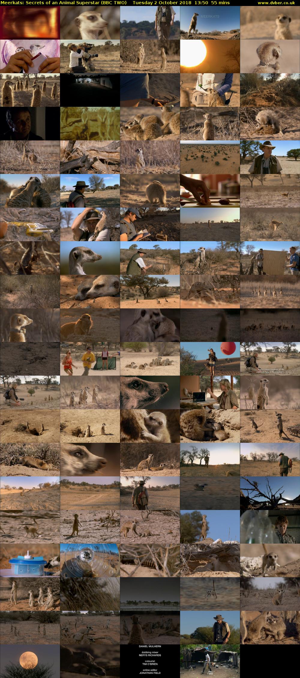 Meerkats: Secrets of an Animal Superstar (BBC TWO) Tuesday 2 October 2018 13:50 - 14:45
