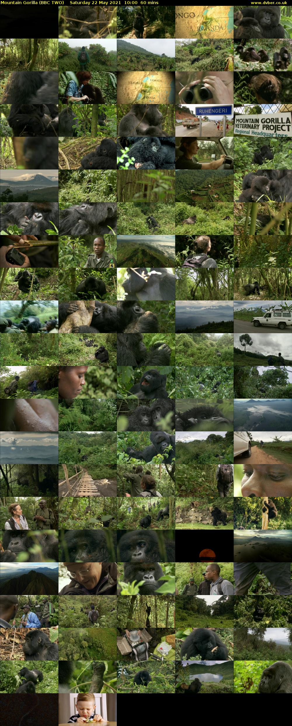 Mountain Gorilla (BBC TWO) Saturday 22 May 2021 10:00 - 11:00