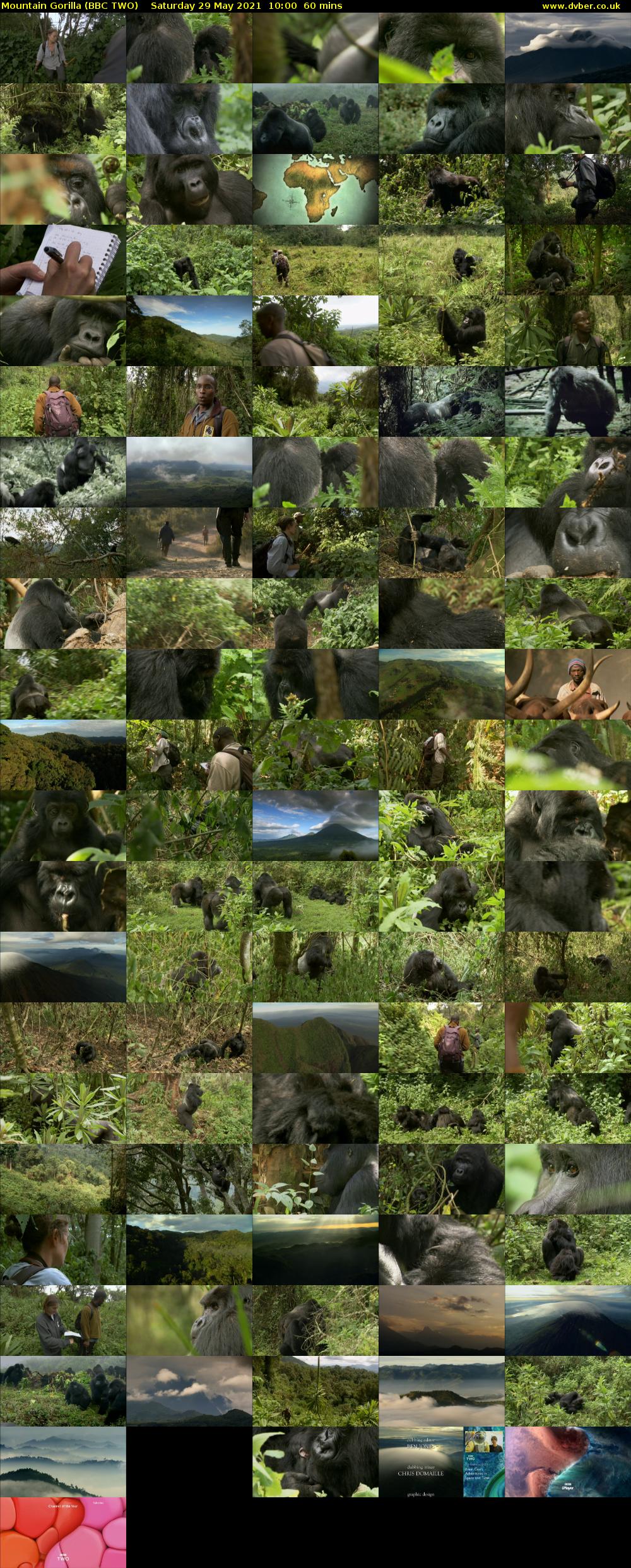 Mountain Gorilla (BBC TWO) Saturday 29 May 2021 10:00 - 11:00