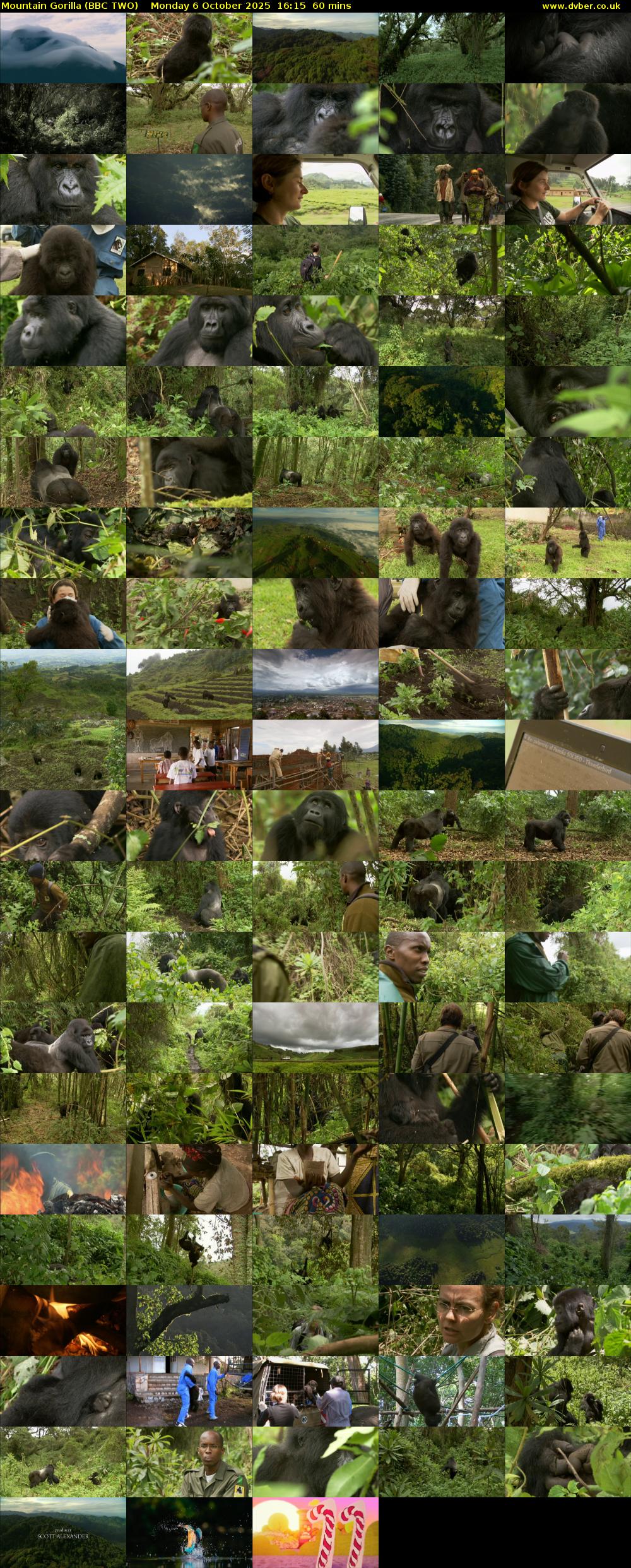 Mountain Gorilla (BBC TWO) Monday 6 October 2025 16:15 - 17:15
