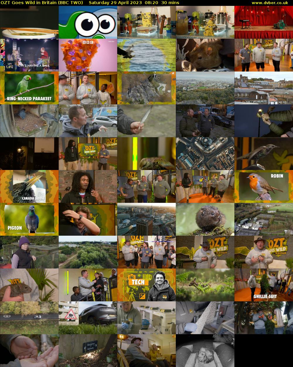 OZT Goes Wild in Britain (BBC TWO) Saturday 29 April 2023 08:20 - 08:50