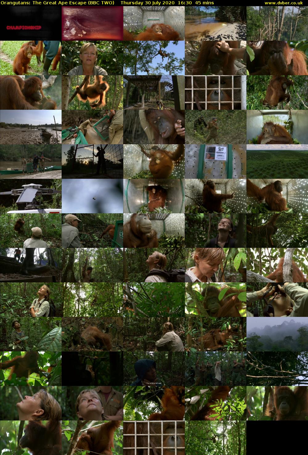Orangutans: The Great Ape Escape (BBC TWO) Thursday 30 July 2020 16:30 - 17:15