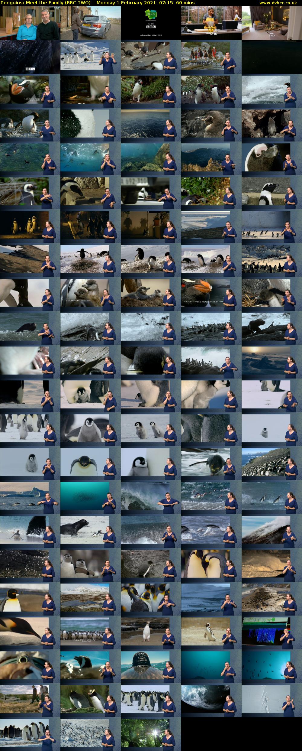 Penguins: Meet the Family (BBC TWO) Monday 1 February 2021 07:15 - 08:15