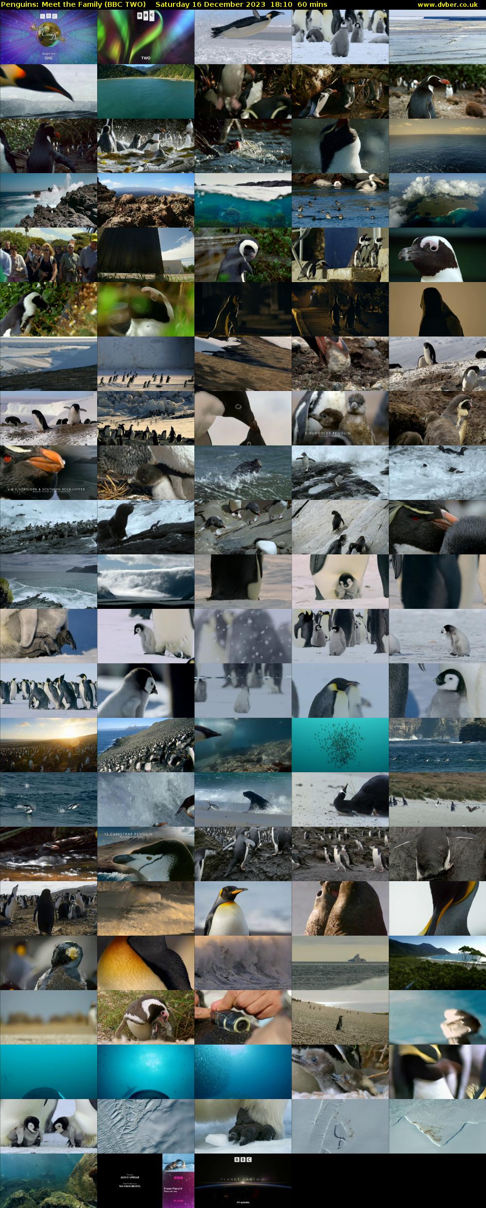 Penguins: Meet the Family (BBC TWO) Saturday 16 December 2023 18:10 - 19:10