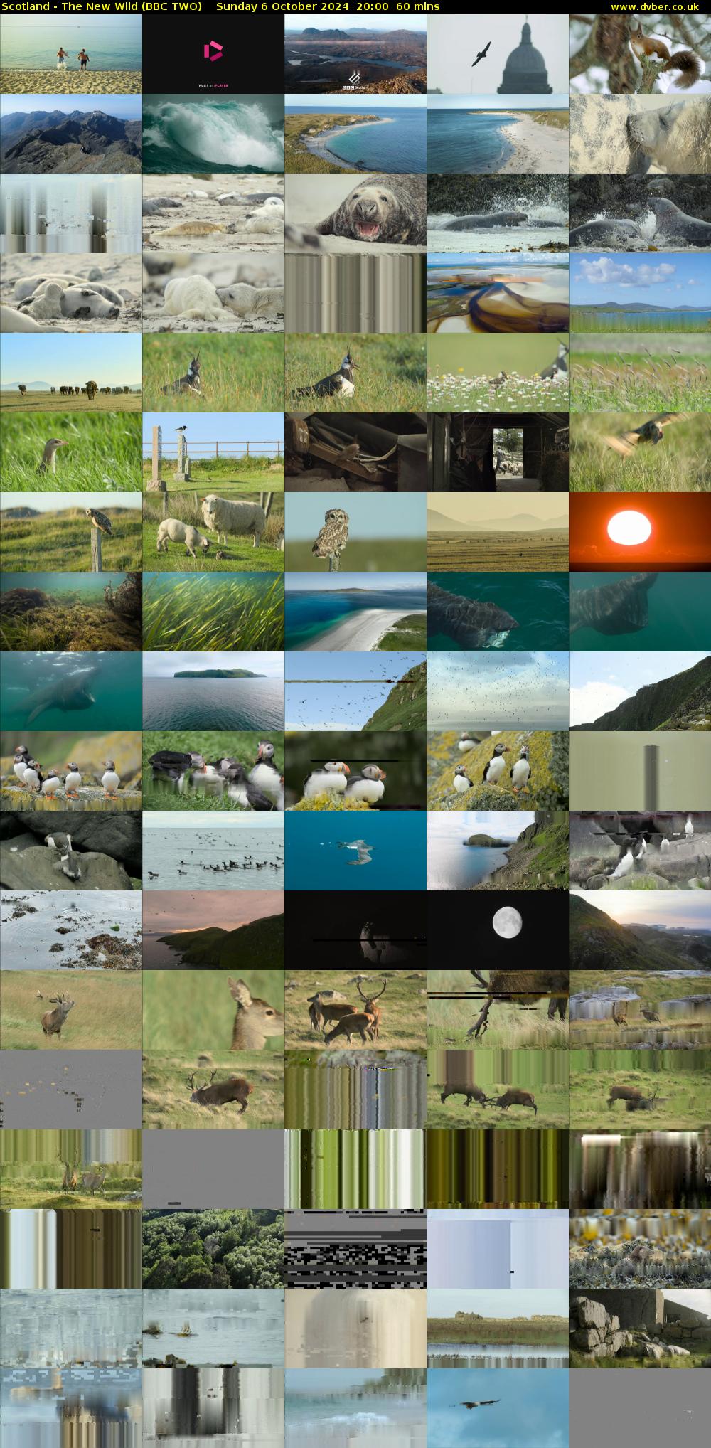 Scotland - The New Wild (BBC TWO) Sunday 6 October 2024 20:00 - 21:00