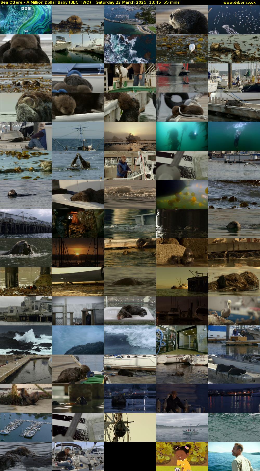 Sea Otters - a Million Dollar Baby (BBC TWO) Saturday 22 March 2025 13:45 - 14:40