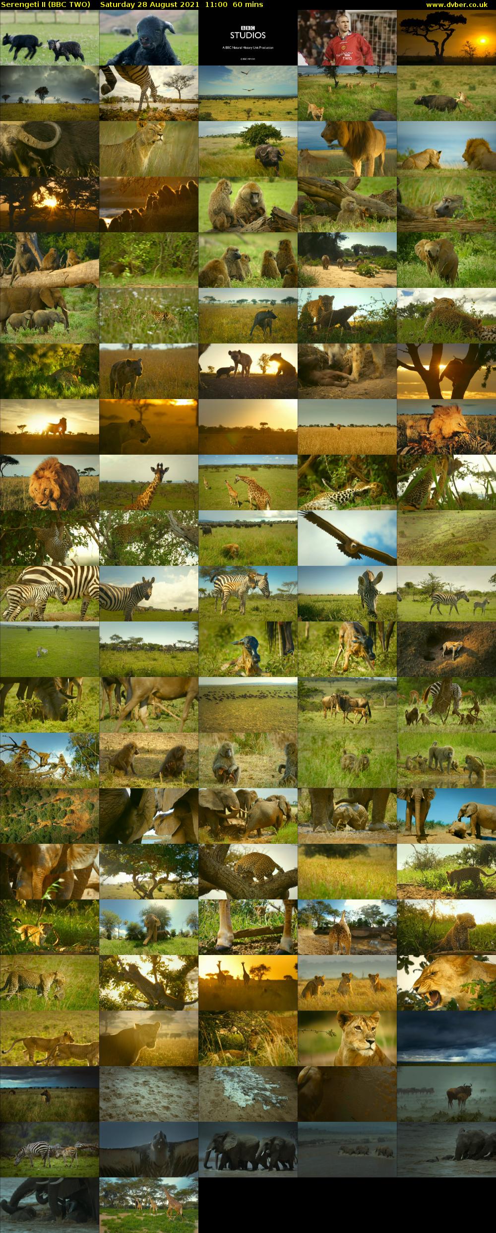 Serengeti II (BBC TWO) Saturday 28 August 2021 11:00 - 12:00