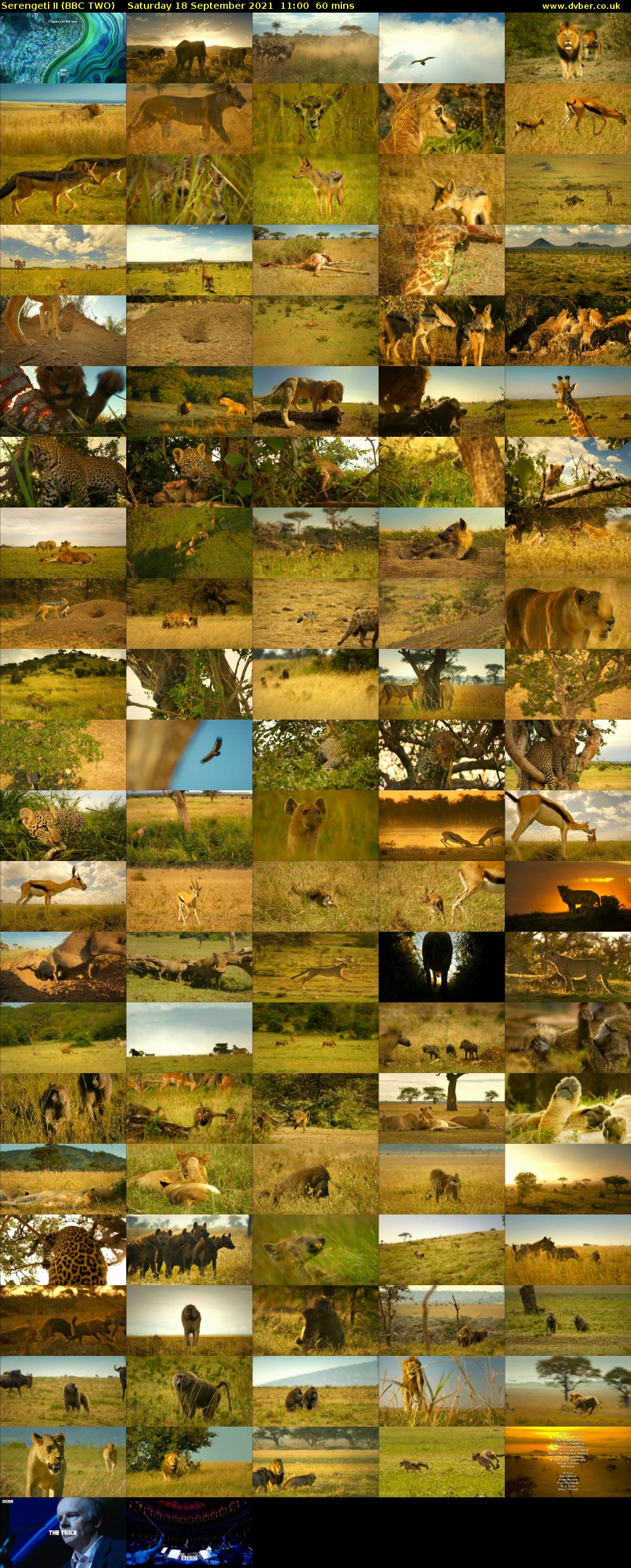Serengeti II (BBC TWO) Saturday 18 September 2021 11:00 - 12:00