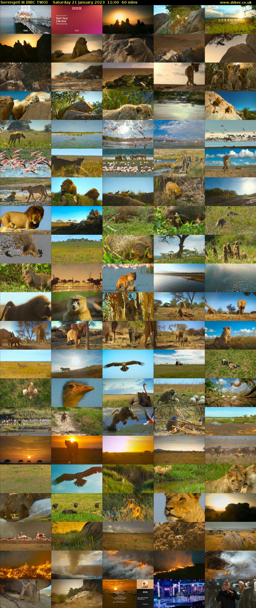 Serengeti III (BBC TWO) Saturday 21 January 2023 11:00 - 12:00